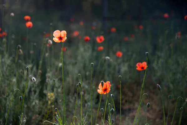 Vermelho Macio Vida Dando Poppy Huge Campo Papoilas Florescentes Campo — Fotografia de Stock