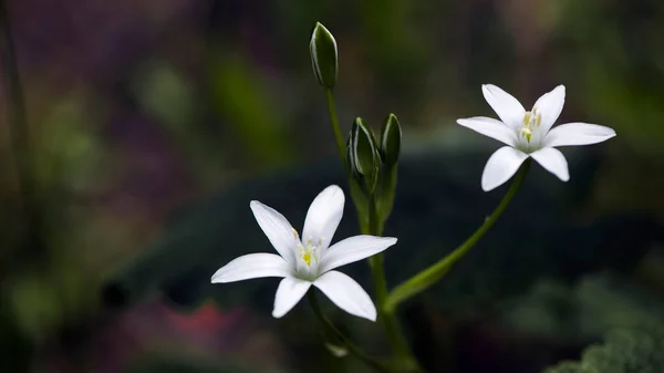 Dekorative Weiße Blume Insektenköder Schöne Wildblumen Kleine Weiße Blüten Ein — Stockfoto