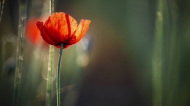 Poppy.chic bokeh.Gelincik çiçekleri çekici ve eşsizdir. Poppy.Poppy.Poppy 'nin narin turuncu tonu, koyu arkaplan, ışık parlaklığı, stilize resim. Parlak turuncu renkli haşhaş..