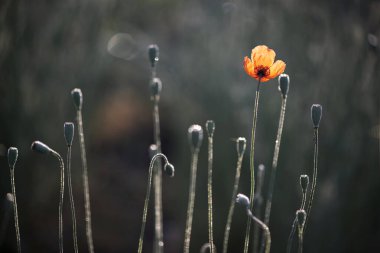 Baskın kırmızı. Çiçek kokusuz. Gökkuşağı tarlası ortamındaki gelincikler. Poppy.Poppy.Parlak arkaplan, afyon yapraklarında şeffaf kırmızı. Odaklı gelincik çiçekleri. Haşhaş tomurcukları üzerindeki çiyler..