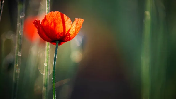 Ніжний Помаранчевий Відтінок Маку Цікавий Боке Квіти Макухи Привабливі Унікальні — стокове фото