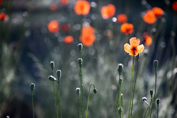 主要的红色 花朵是无臭的 在彩虹的田野环境中 罂粟的颜色对比 罂粟的明亮的背景 罂粟花瓣的透明的红色 沉思的图画 使罂粟开花集中注意力 罂粟花蕾上的水滴 — 图库照片