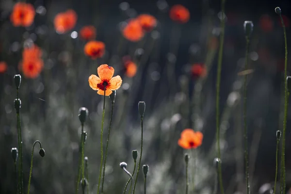 Roșu Dominant Floarea Este Inodor Poppies Mediul Câmp Curcube Culori — Fotografie, imagine de stoc