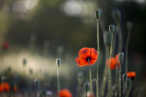 Baskın Kırmızı Çiçek Kokusuz Gökkuşağı Tarlası Ortamındaki Gelincikler Poppy Poppy — Stok fotoğraf