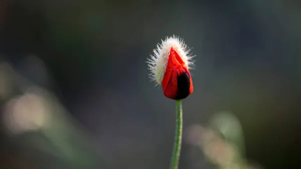 Çiçek açan kırmızı poppy. Neredeyse çiçek açtı. Haşhaş tomurcuğu. Çiçek kokusuz..