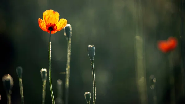 Beautiful Poppy Freshness Bright Rays Sun Illuminate Gentle Charming God — Stock Photo, Image