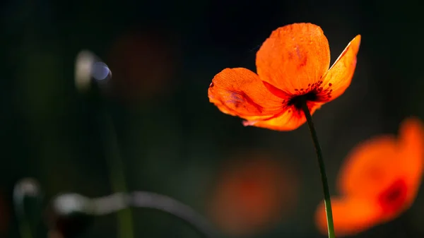 Hermosa Frescura Amapola Los Brillantes Rayos Del Sol Iluminan Suave — Foto de Stock