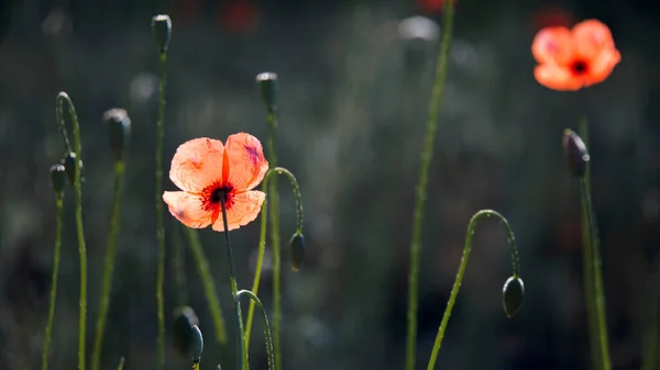 Brotes Amapola Mañana Florecieron Brotes Amapola Silvestre Frescura Amapola Texturizada — Foto de Stock