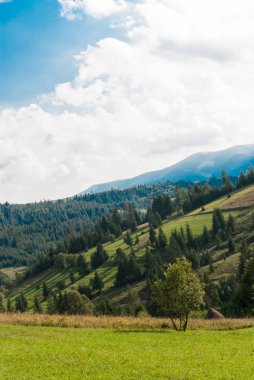 Dağlardaki manzara. Transcarpathia, Ukrayna