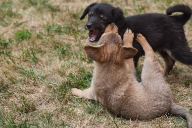 Yavru köpekler çimenlerde oynar.