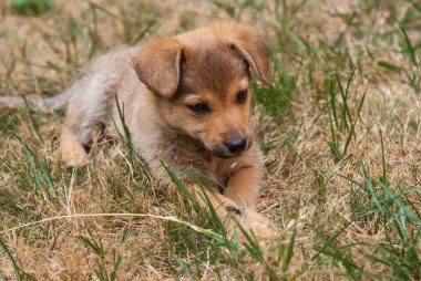 Yavru köpek çimlere uzanıyor, yakın plan.