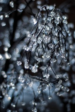 Kış dalı. Güzel ağaç. Işıl ışıl ve soğuk.