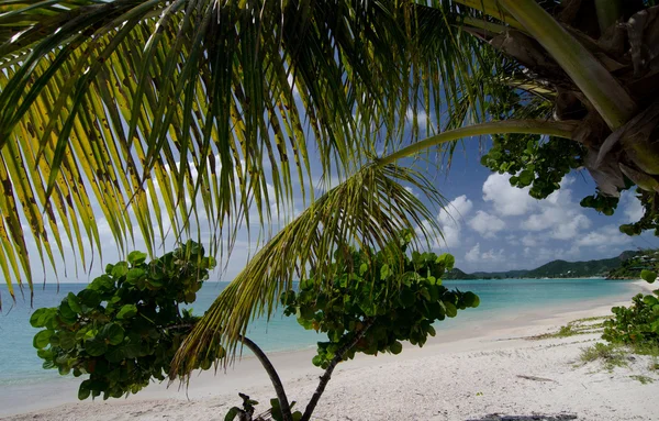 Grandes ramas de césped y palmeras en la playa de Cocobay —  Fotos de Stock