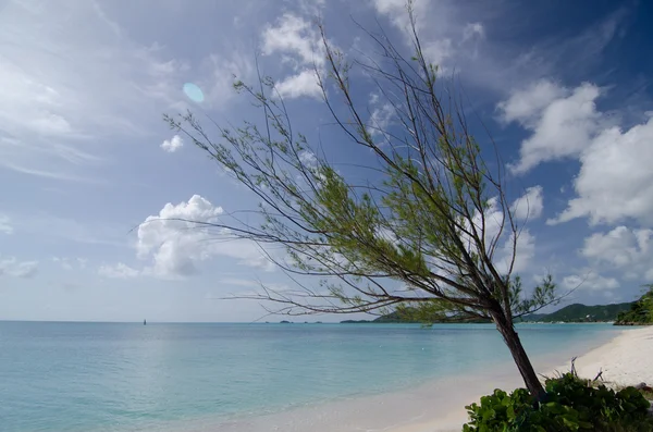 Pines and white sand of Church Valley beach - 1 — Stock Photo, Image