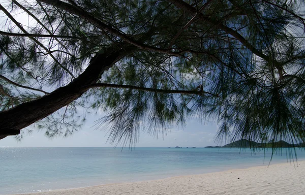 Pinhos e areia branca da praia do Vale da Igreja - 2 — Fotografia de Stock