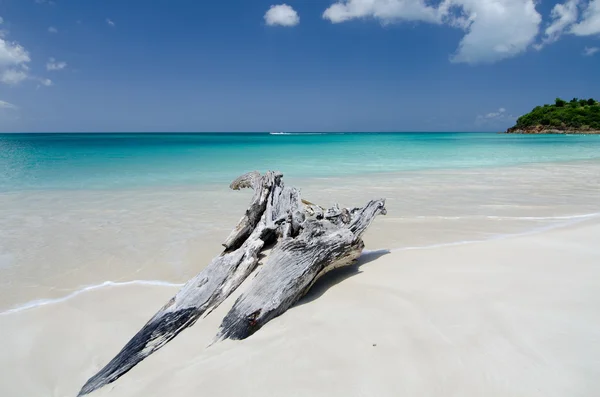 Las formaciones de madera seca en la playa Ffryes - 2 —  Fotos de Stock