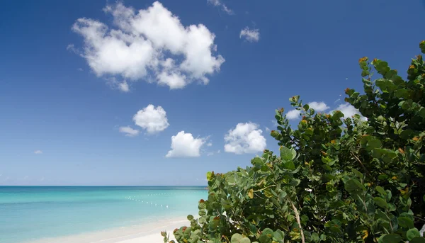 Green bushes at Ffryes beach — Stock Photo, Image