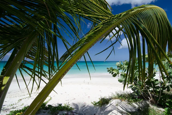 Shadows under palm branches at Ffryes beach — Stock Photo, Image