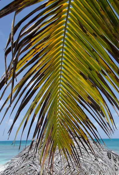 Palmeras sobre la hermosa playa de Cocobay —  Fotos de Stock