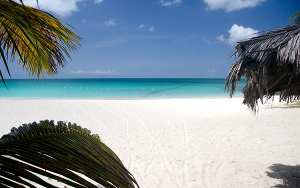 Παλάμες περιβάλλουν μονοπάτι στην πανέμορφη Ffryes παραλία — Φωτογραφία Αρχείου