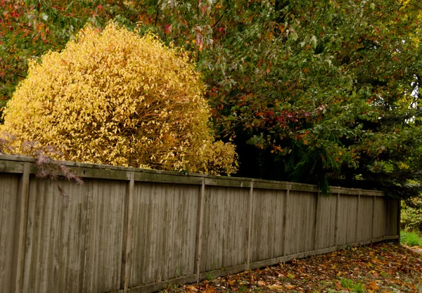 Yıpranmış bir çit arkasındaki sarı yapraklar