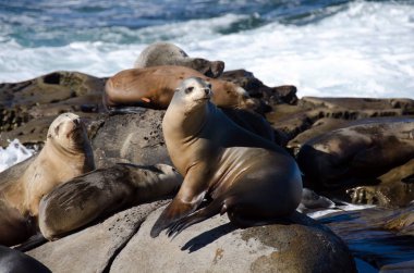 Meraklı California deniz aslanları La Jolla Cove yakınındaki