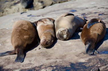 Hayalifener California deniz aslanları