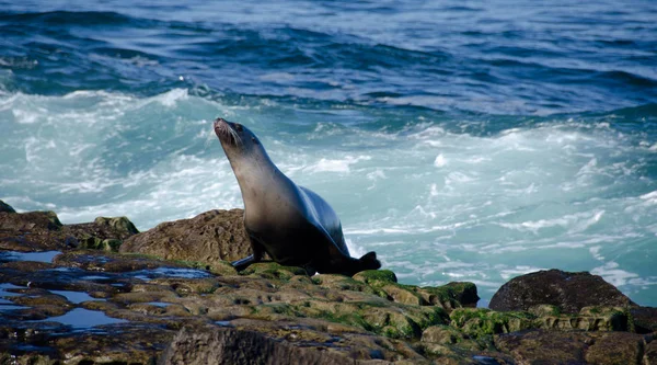 California sea lion running away from surf