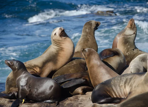 Reunião lotada de leões-marinhos da Califórnia — Fotografia de Stock