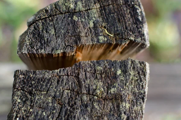Diviso in palo di legno — Foto Stock