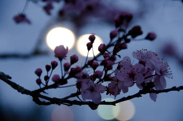 Κεράσι άνθη στο σούρουπο φώτα — Φωτογραφία Αρχείου
