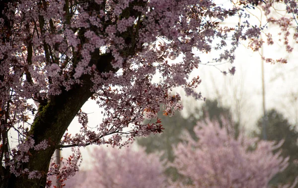 Power of blooming cherry trees in Seattle suburbs — Stock Photo, Image