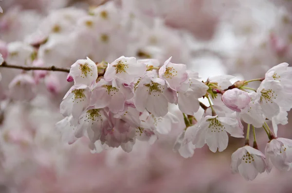 Sakura florescente em Redmond - 2017, 10 — Fotografia de Stock