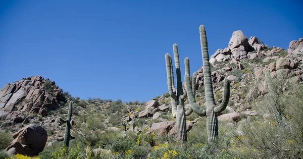 Row of Saguaro under Pinnacle Peak — Stock Photo, Image