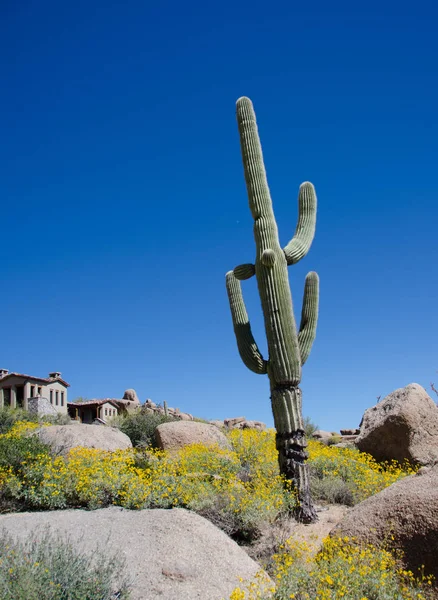 Giant Saguaro next to a house near  Pinnacle Peak park trail — Stock Photo, Image