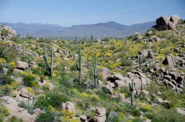 Forest of Saguaro and brittlebush cover on hills near Pinnacle P — Stock Photo, Image