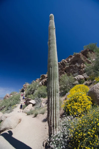 Giant alone Saguaro and brittlebush frame Pinnacle Peak trail — Stock Photo, Image