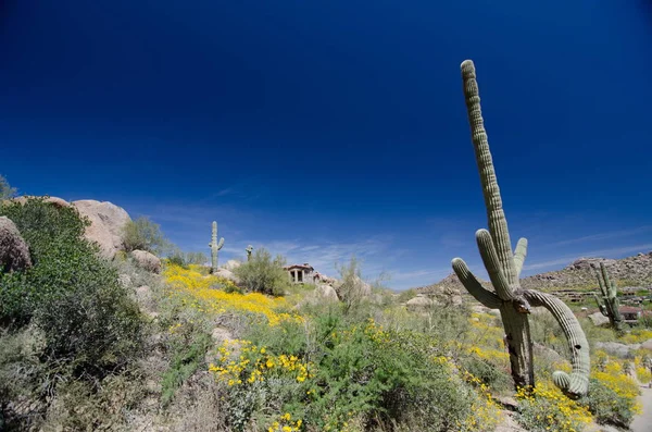 Awkward shape of a Saguaro near Pinnacle Peak trail — Stock Photo, Image