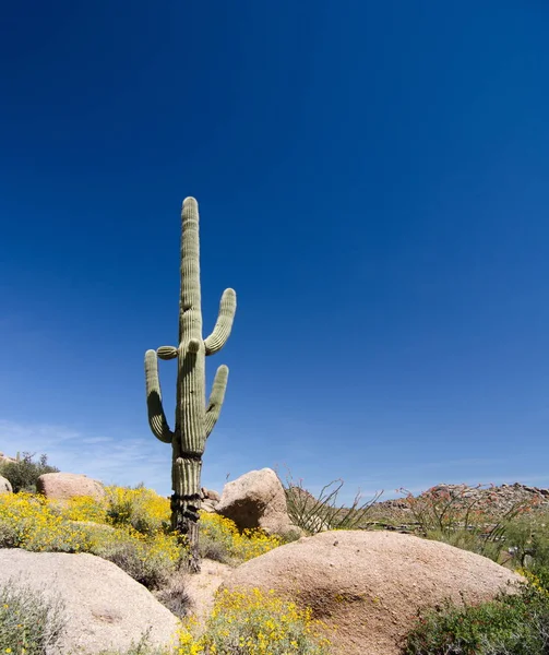 Impressive Saguaro on Pinnacle Peak park trail — Stock Photo, Image