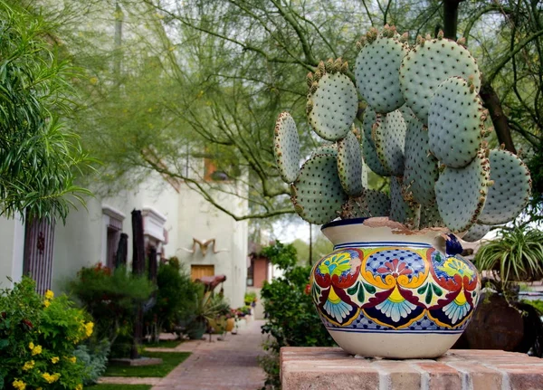 Cacti in colorful pot near Main Street in Oldtown — Stock Photo, Image
