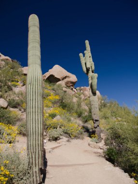 Pinnacle tepe üzerinde dev Saguaro arasında iz