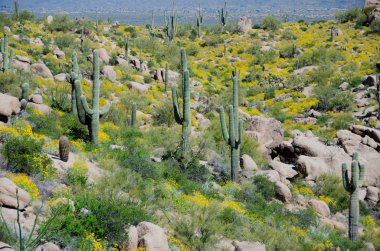 Pinnacle P yakınındaki tepelerde Saguaro orman ve brittlebush kapak
