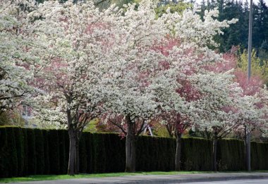 Çiçek açan cherr sıra ile Seattle varoşlarda sokakta yurt