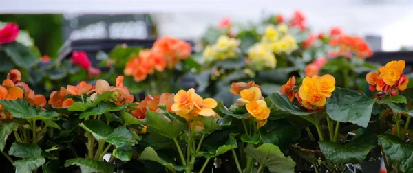 Begonias no mercado de agricultores de Redmond . — Fotografia de Stock