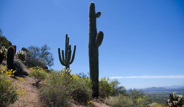 Trail between giant Saguaro on Pinnacle Peak — Stock Photo, Image