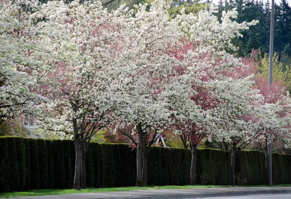 Rua residencial em subúrbios de Seattle com fileira de cherr florescendo — Fotografia de Stock