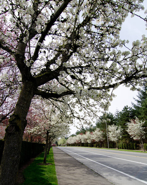 Residential street in Seattle suburbs with row of blooming cherr