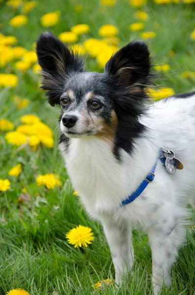 Papillon poserar i maskros ängar — Stockfoto