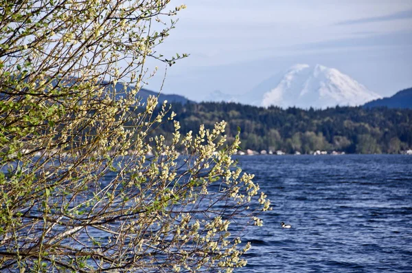 Lago Sammamish con Rainier en el fondo — Foto de Stock