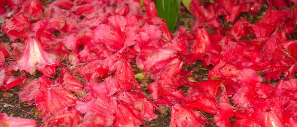 Flores vermelhas de rododendros cobrindo o solo após a chuva — Fotografia de Stock